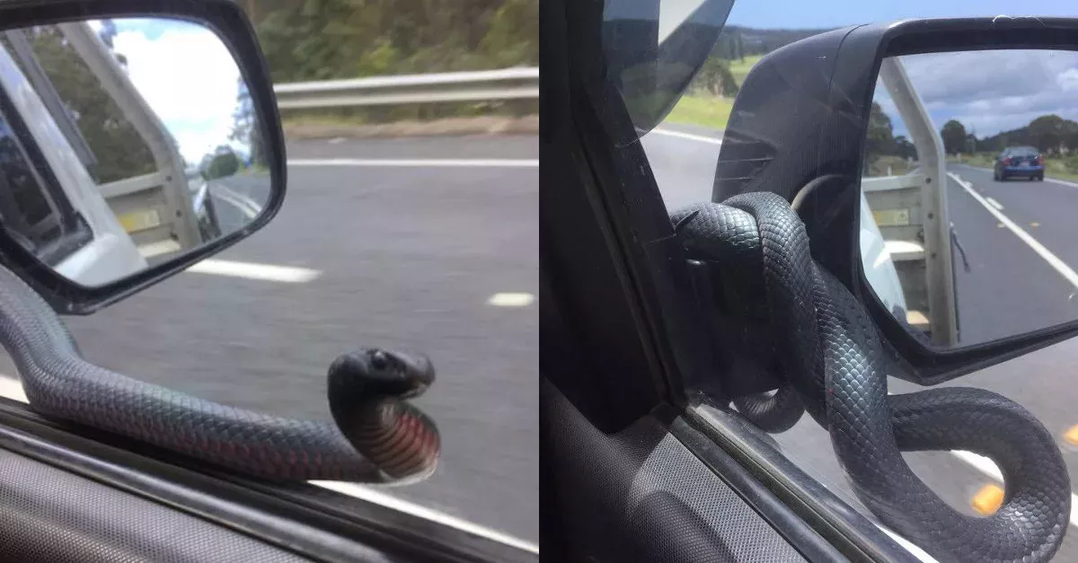 Er fährt mit seinem Auto. Plötzlich klopft eine Giftschlange an die Scheibe
