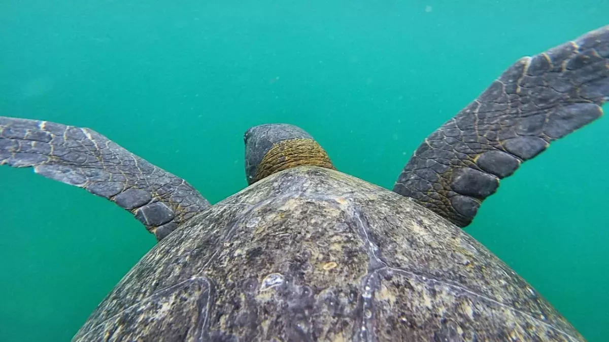 Diese Schildkröte ist etwas ganz Besonderes
