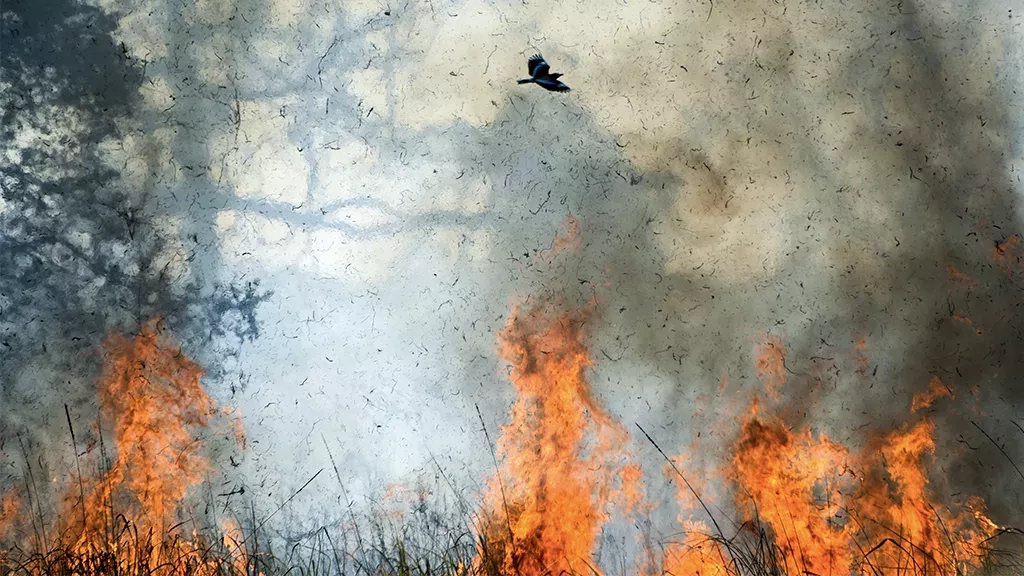 Aborigines kennen sie schon lange: "Feuervögel" vergrößern die Buschbrände