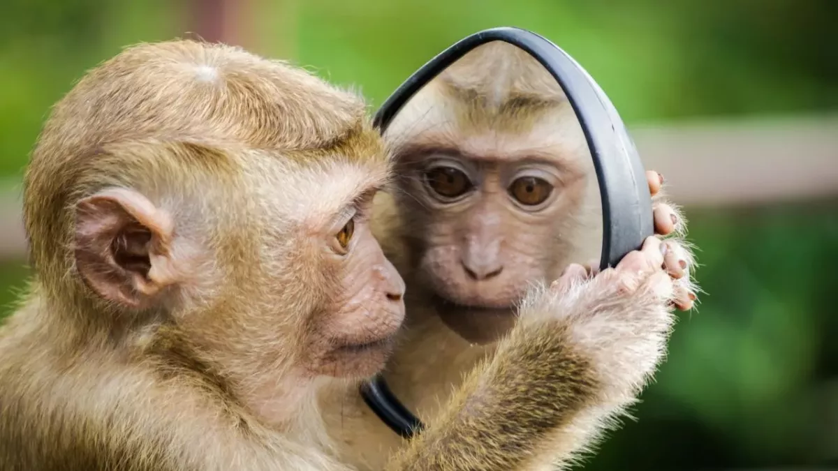 Affe betrachtet sein Spiegelbild