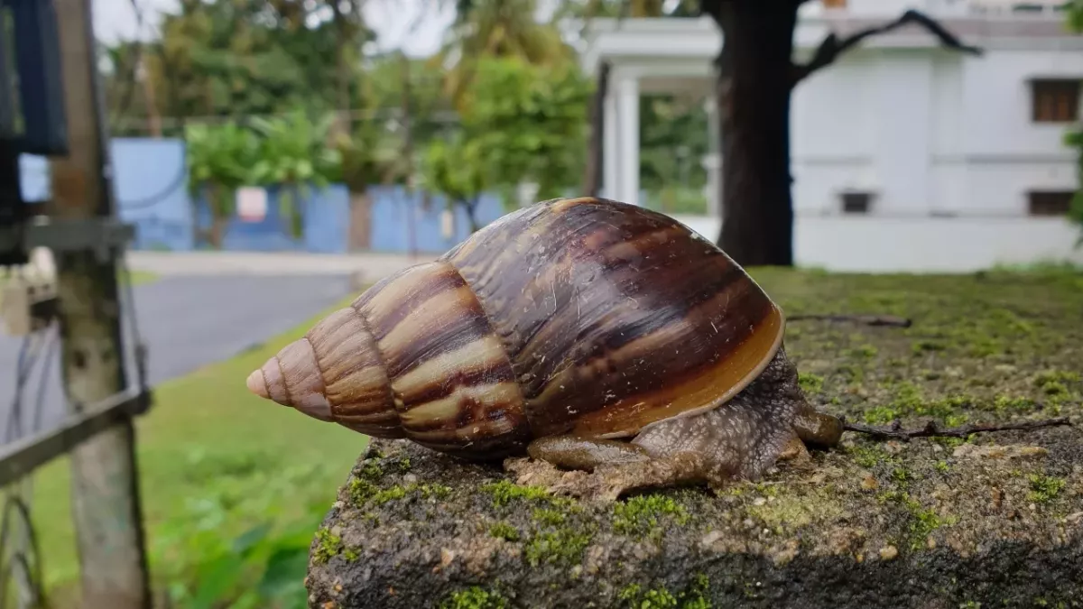 Afrikanische Riesenschnecke