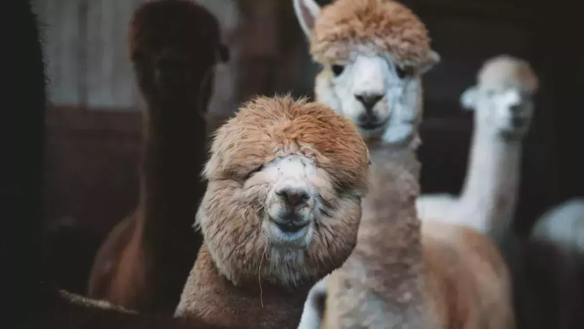 Alpacas können zur Heilung von Corona beitragen