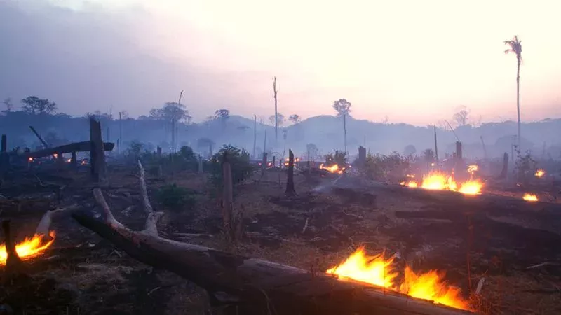 Amazonas in Flammen
