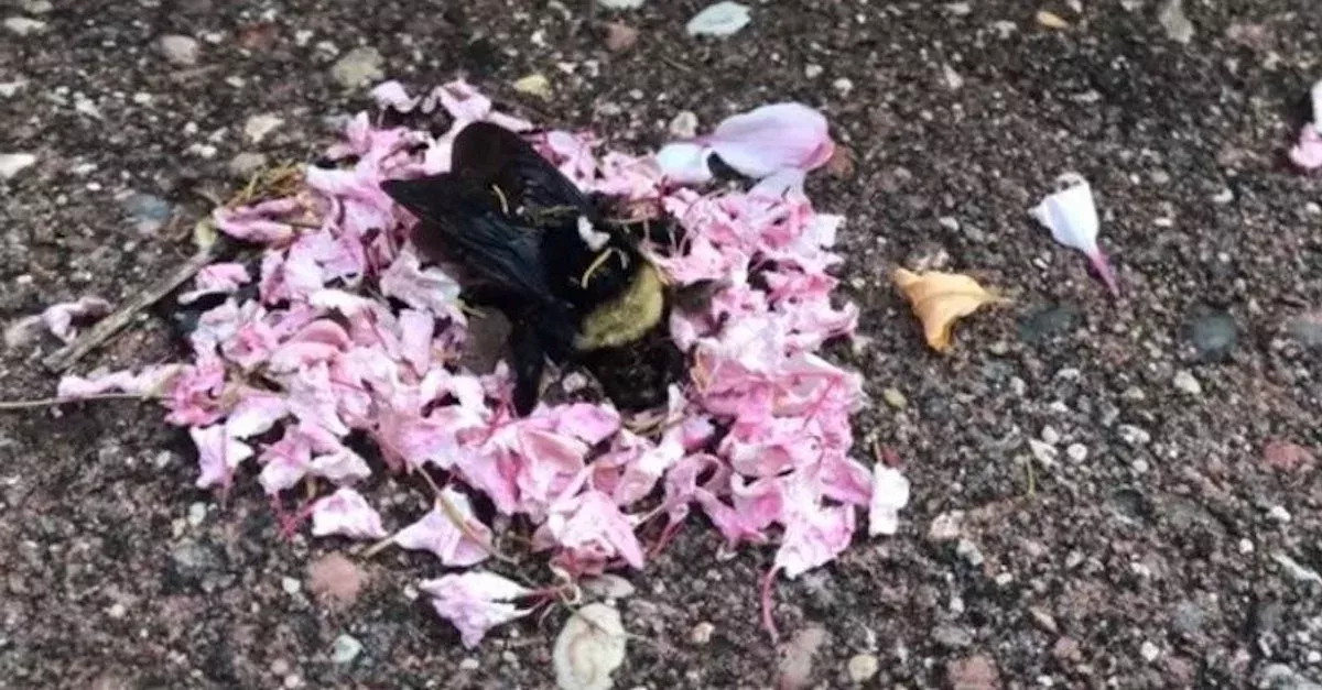 Ameisen ehren tote Hummel