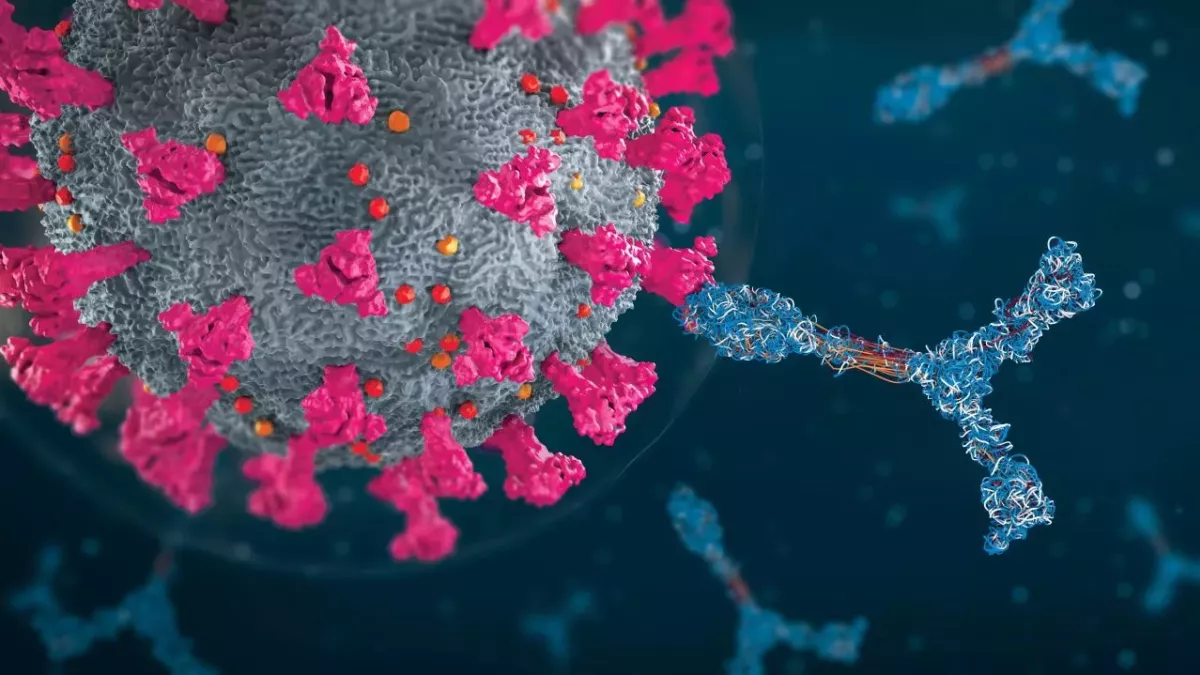Antibodies attacking coronavirus particle