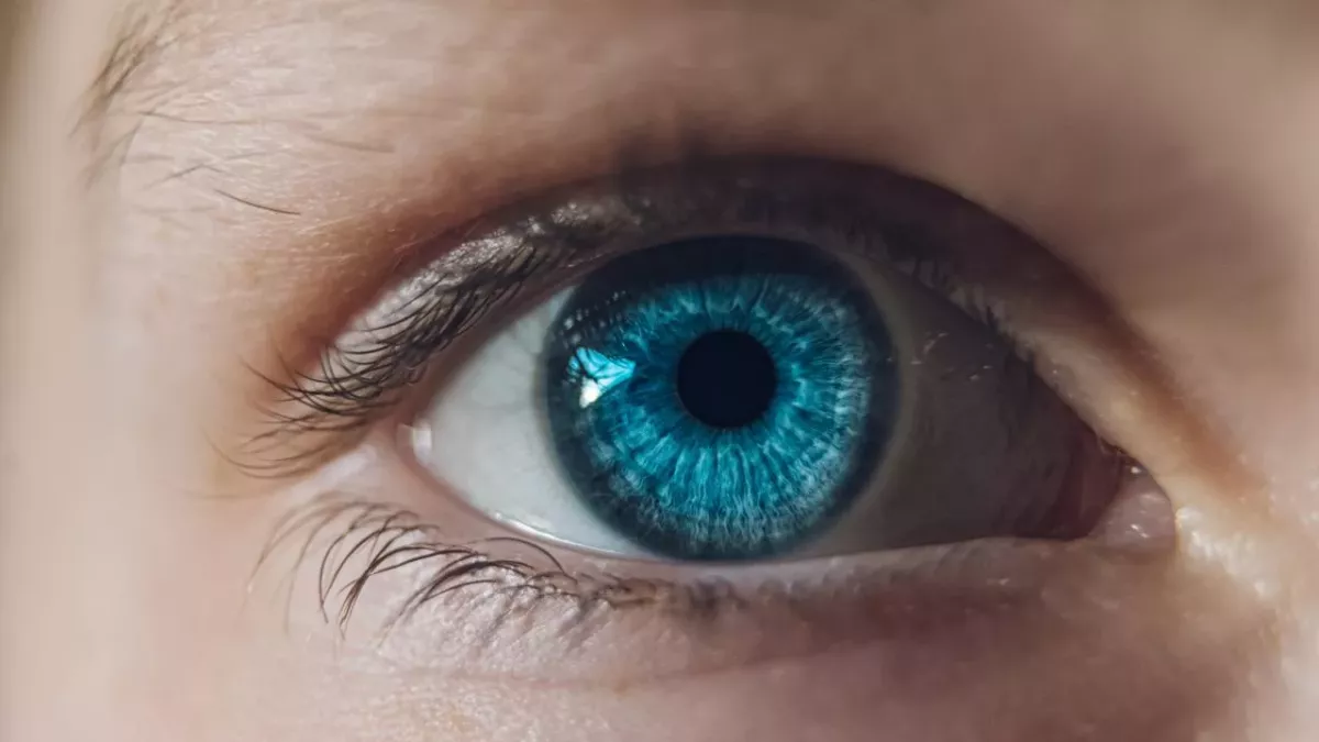Auge