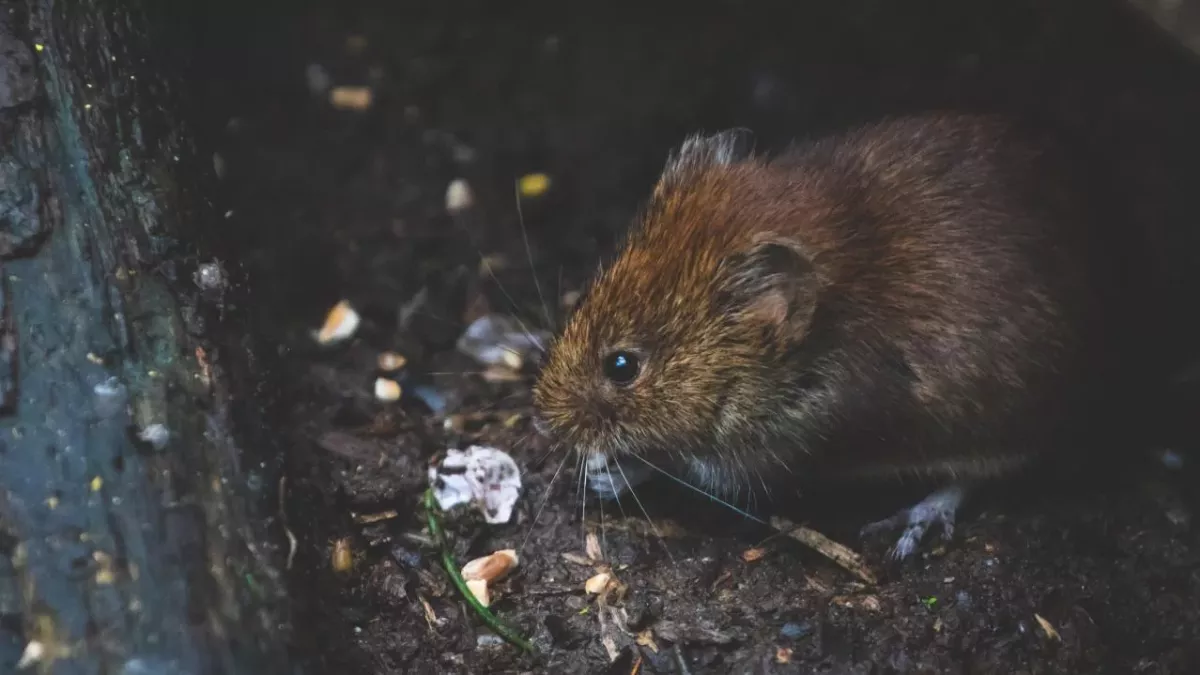 Bis ins 18. Jahrhundert wütete die Pest in Europa