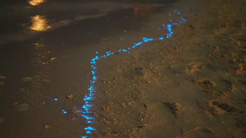 Blaues Schimmern am Strand