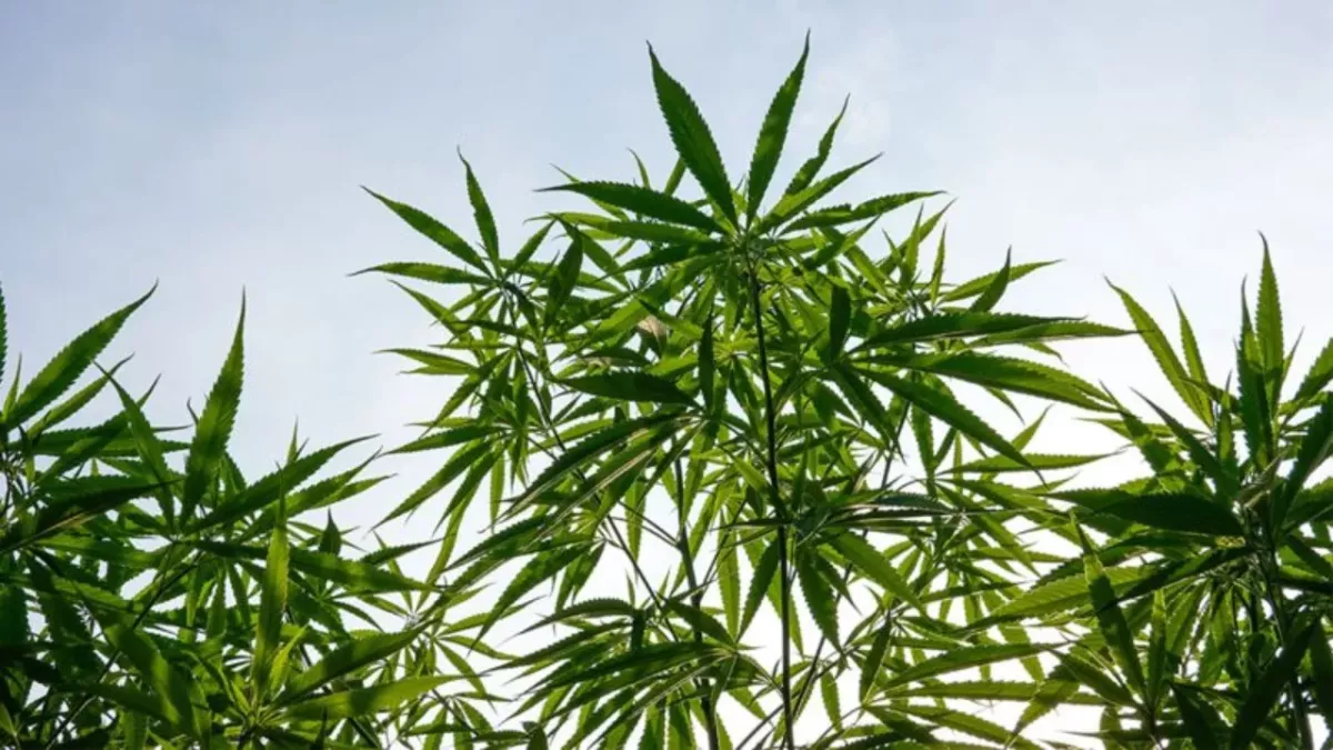 Cannabis könnte ernsthafte Krankheiten heilen