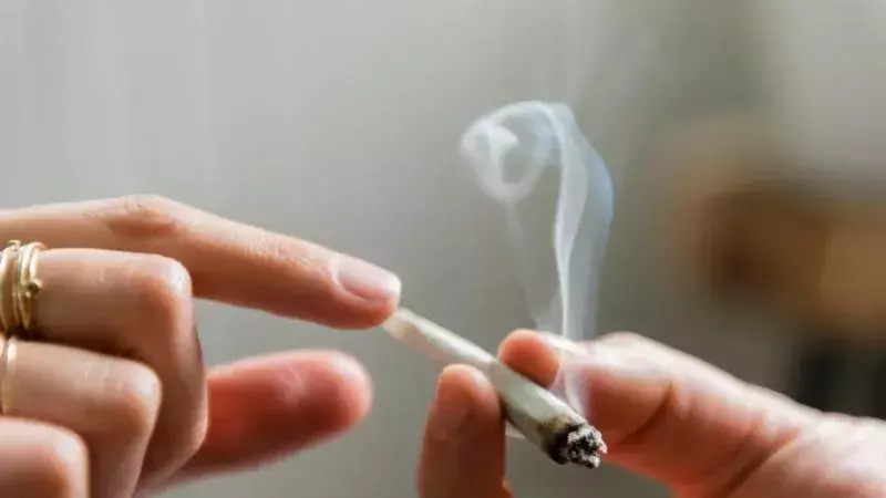 Cannabis