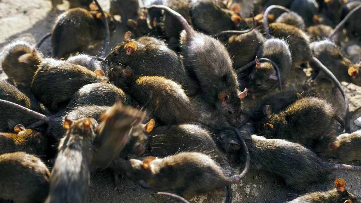 Darum fressen sich Ratten gegenseitig in der Corona-Krise.