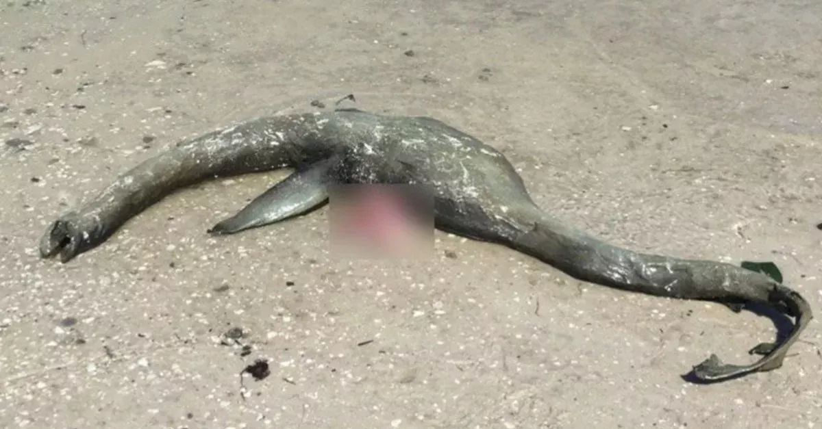 Loch Ness lässt grüßen: Seltsame Kreatur am Strand angespült