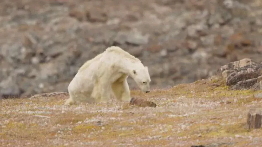 Dramatisches Eisbär-Video zeigt, wie es um die Tierart bestellt ist
