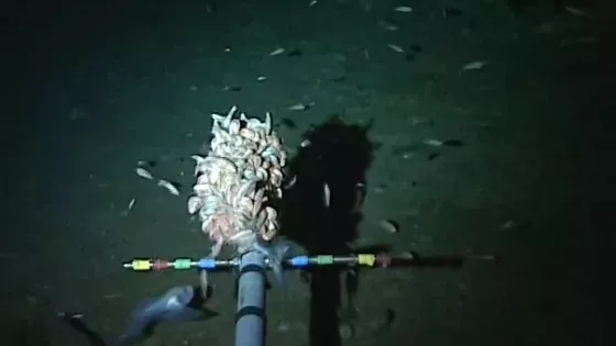 Unbekannte Fischart wird in über 8000 Metern Tiefe entdeckt