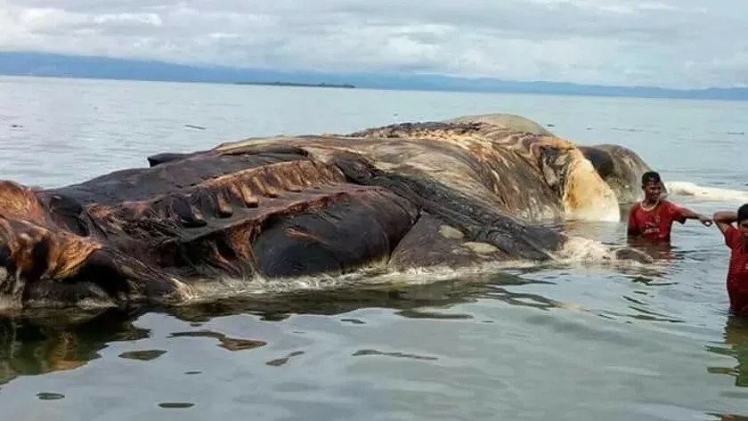Indonesien: Seltsame Kreatur am Strand angespült