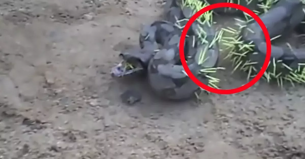 Schlange sucht sich das falsche Opfer aus: Nach der Attacke ist sie komplett verändert (Video)