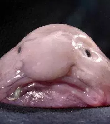 Das sind die hässlichsten Tiere der Welt