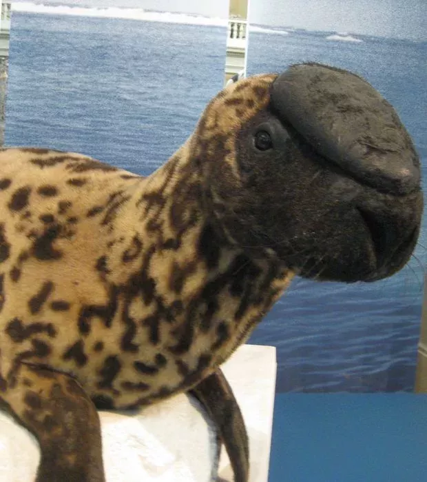 Diese erstaunlich aussehenden Tierarten könnten noch vor dem Menschen verschwinden