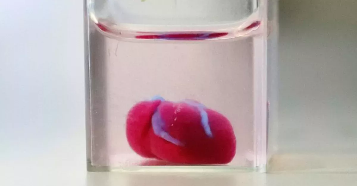 Forschern gelingt es, lebenswichtiges Organ aus menschlichem Gewebe 3D zu drucken