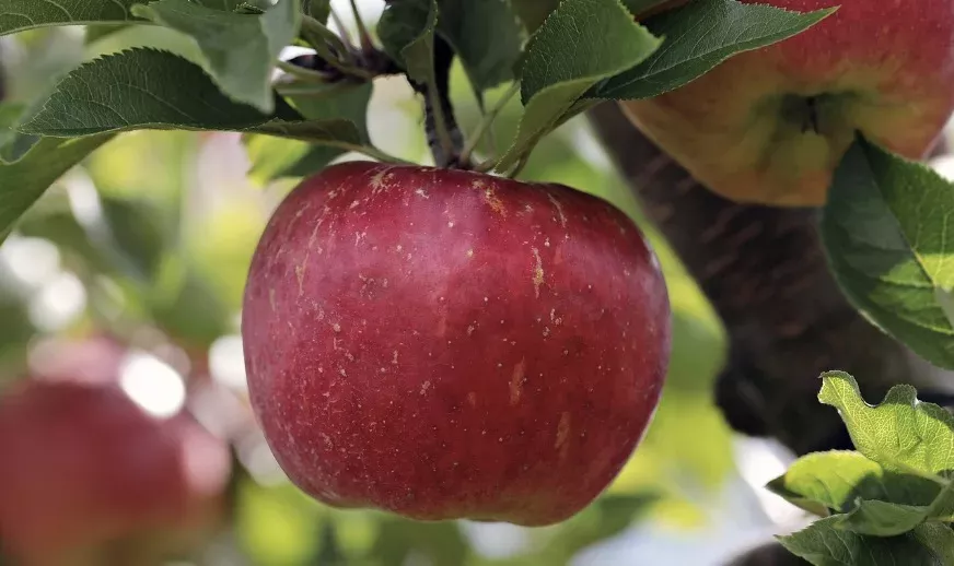 Sind die Äpfel in diesem Jahr wirklich kleiner?