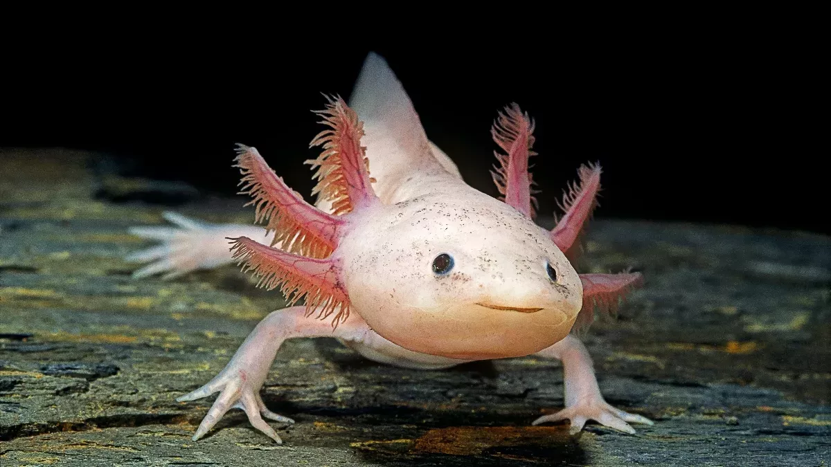 Der Axolotl kann sich selbst heilen