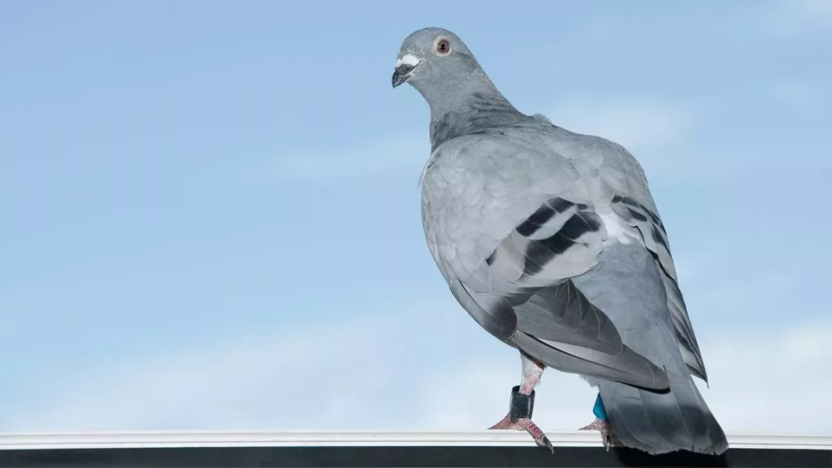 Die Vorgänger von Drohnen sind Tauben und zwar ganz besondere