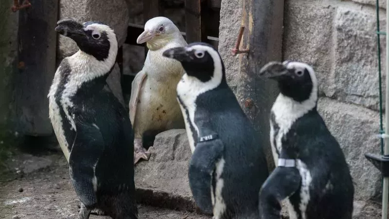 Diese Pinguine sprechen wie Menschen