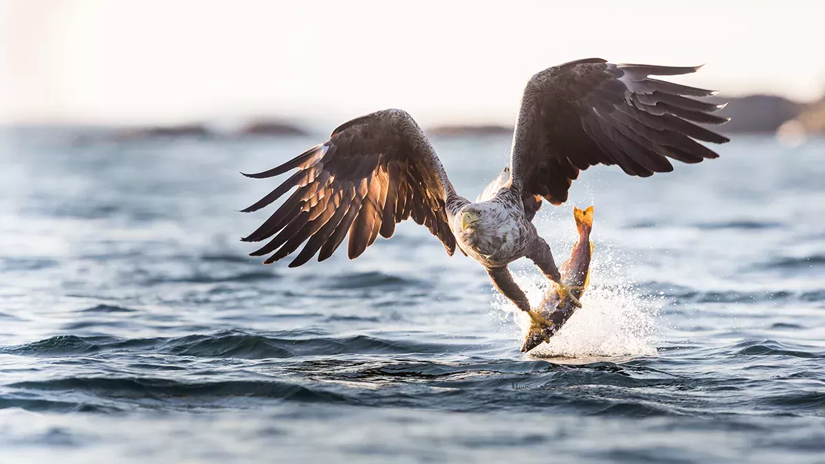 Dieser legendäre Raubvogel kehrt nach 240 Jahren endlich zurück.