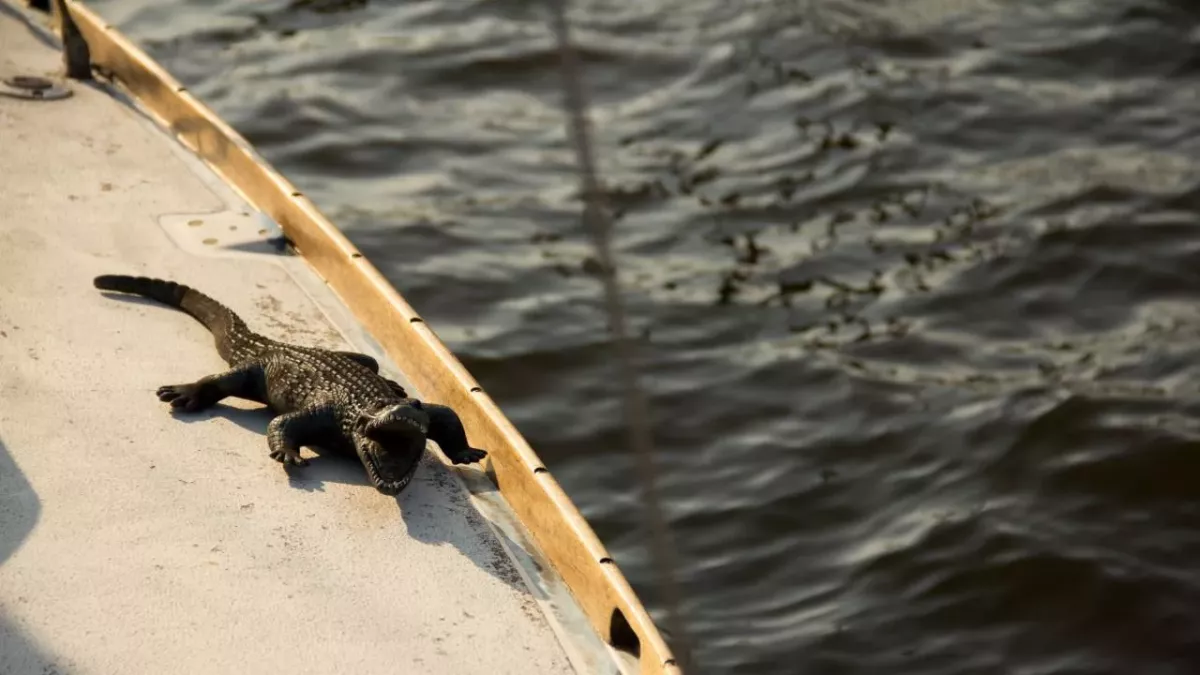 Ein Alligator auf einem weißen Boot