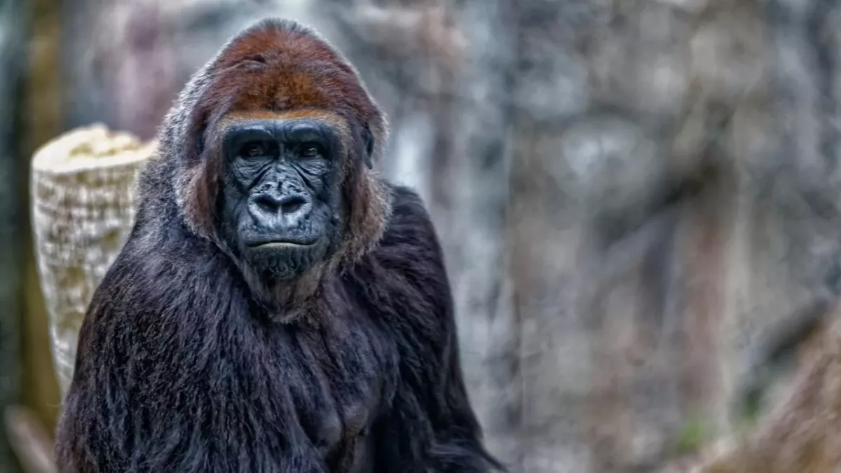 Ein Gorilla im Zoo von San Diego