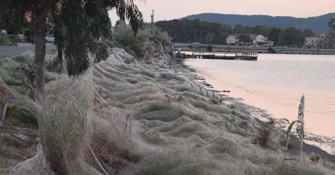Ein riesiges Spinnennetz in Griechenland