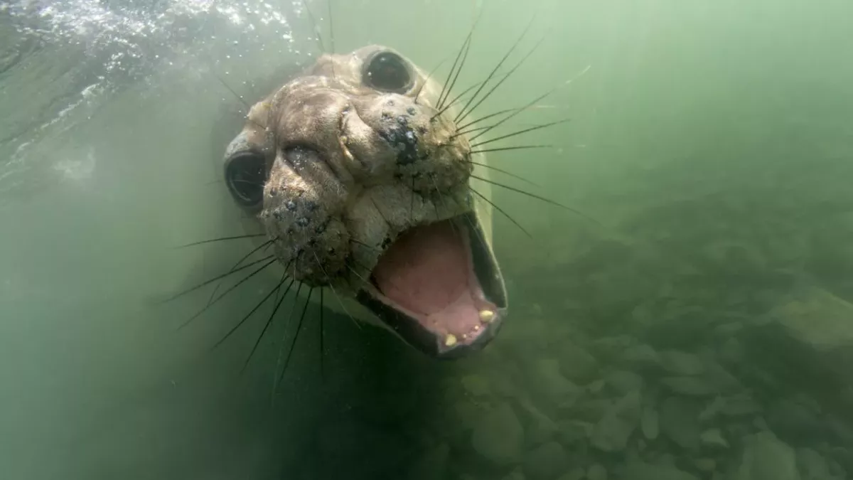 Ein See-Elefant mit Jagdlust