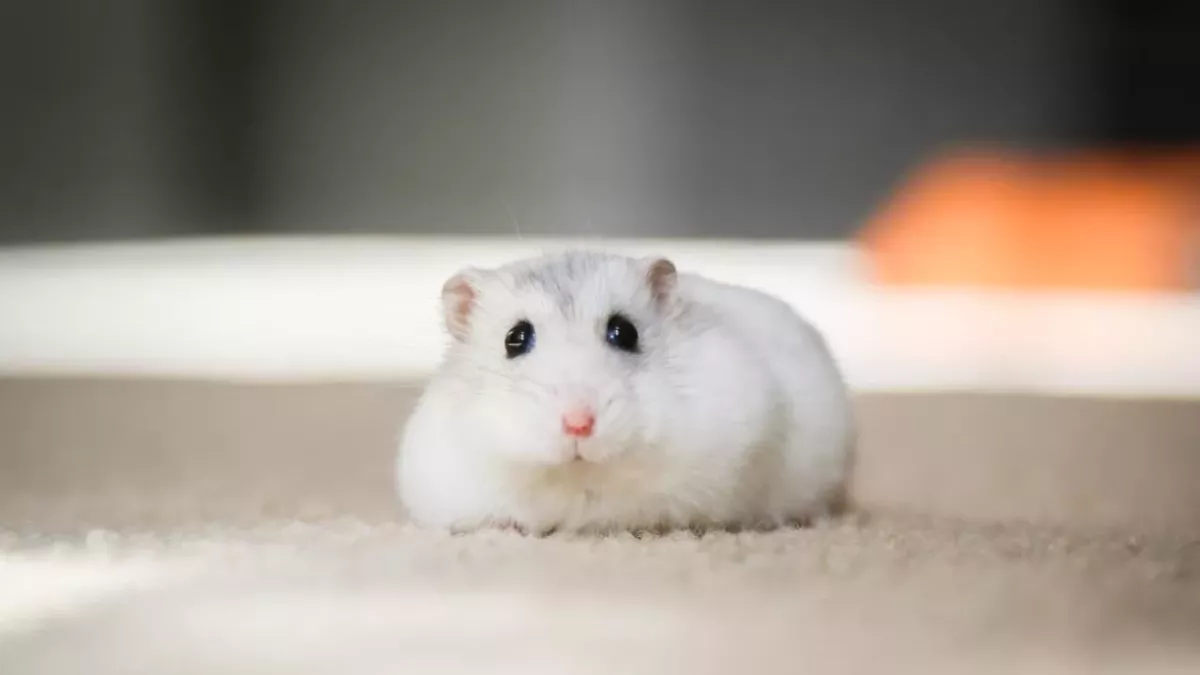 Ein süßer Hamster