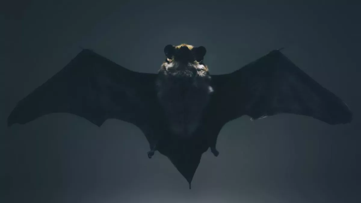 Eine Fledermaus im Flug