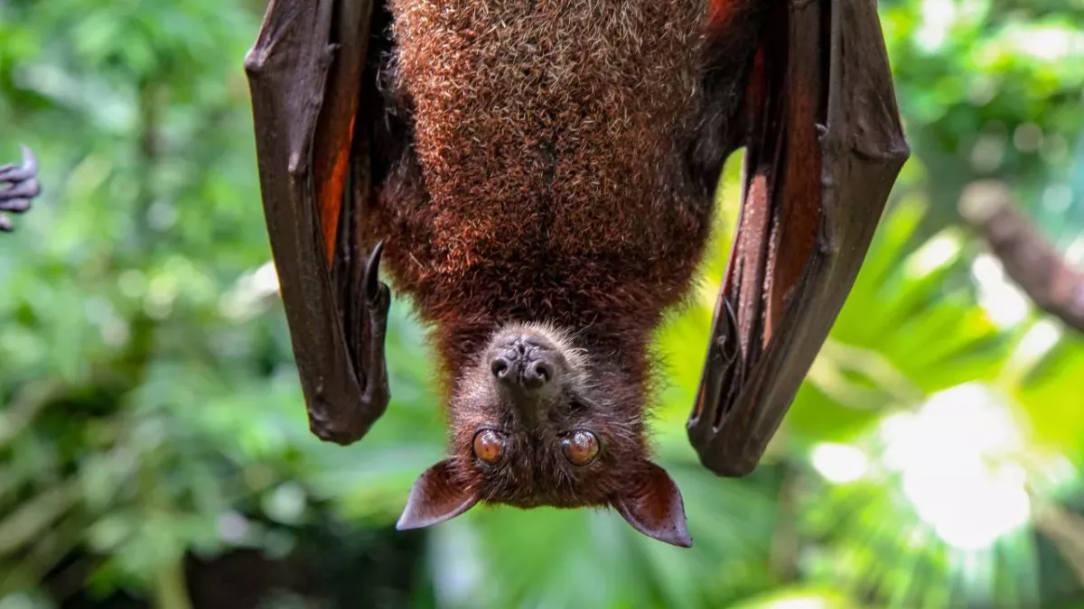 Eine kopfüberhängende Fledermaus im Zoo von Singapur