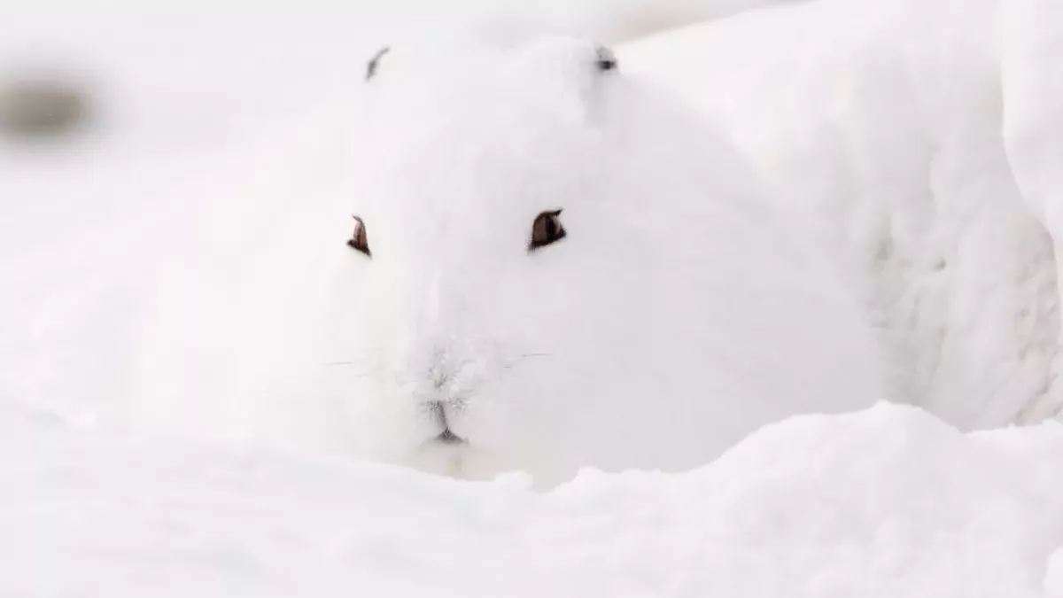 Eine optische Täuschung macht auf TikTok die Runde.