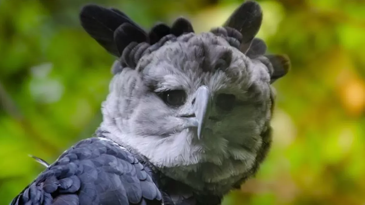 Einer der größten Raubvögel und vorm Aussterben bedroht: die Harpyie