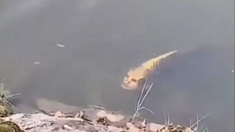 Fisch mit "menschlichem Gesicht" gruselt das Internet