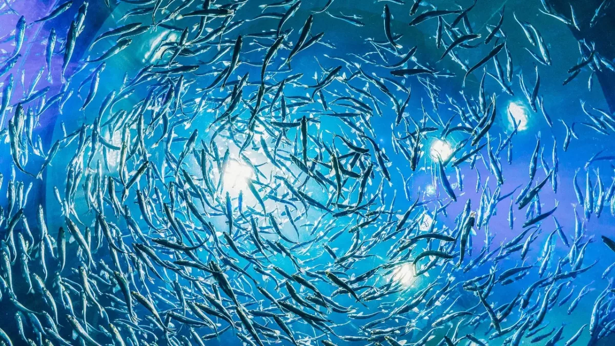 Fisch, Ton, laut