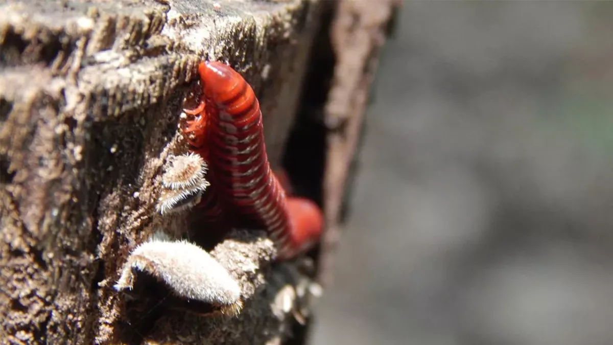 Fleischfressender Wurm aufgetaucht: Diese beunruhigenden Folgen hat er für uns