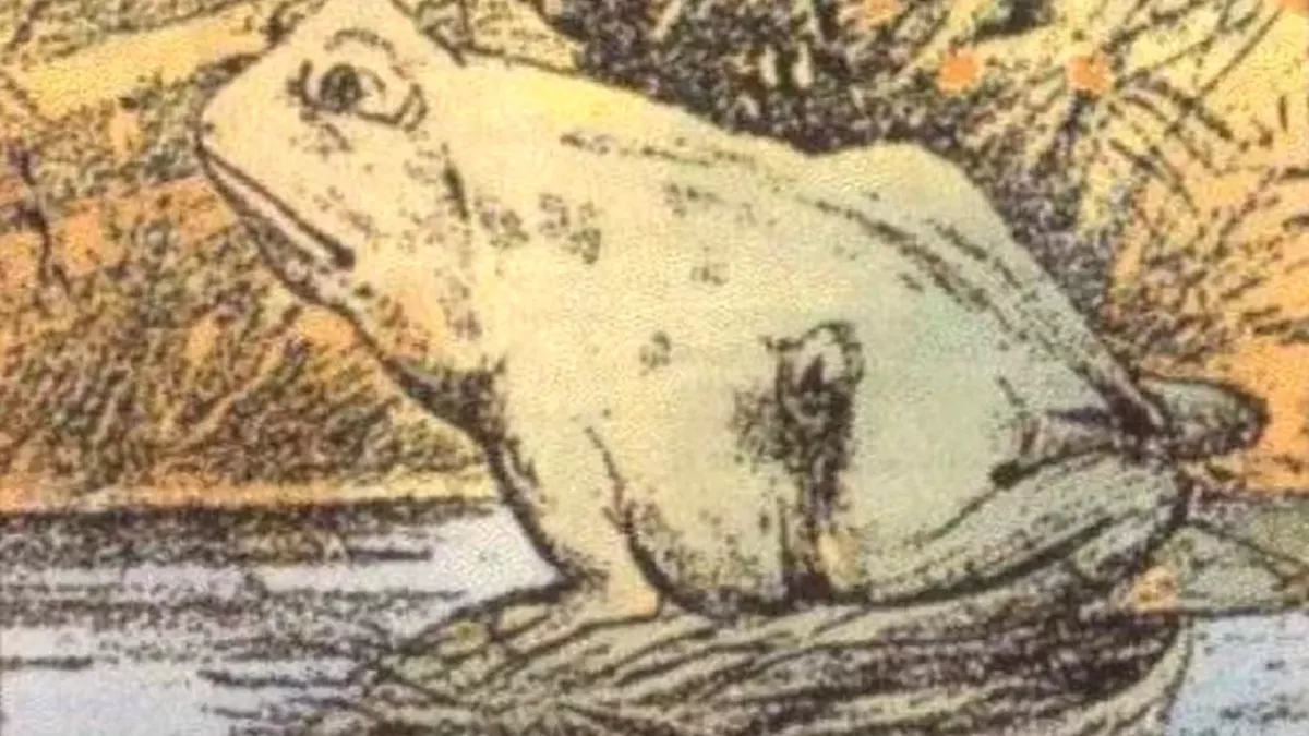Froschbild