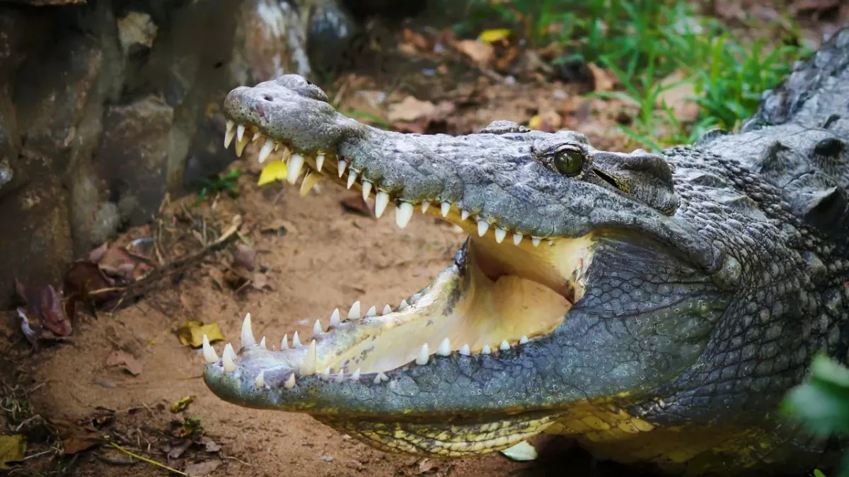 Fund im Magen eines Alligators