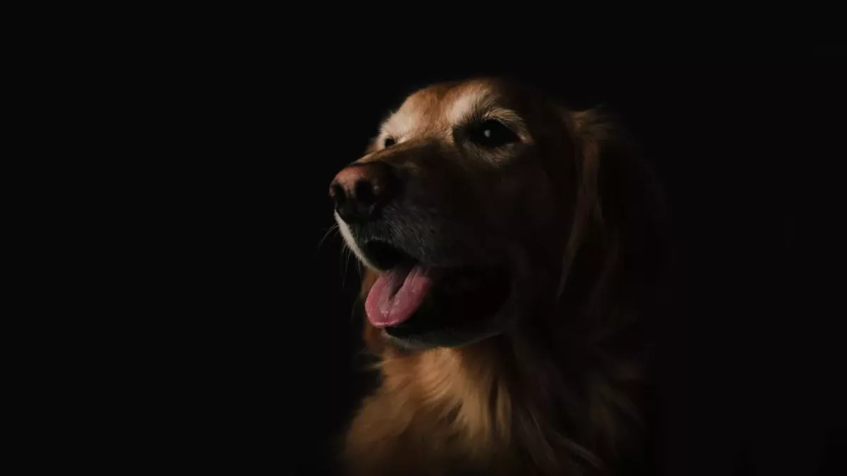 Golden Retriever im Portrait