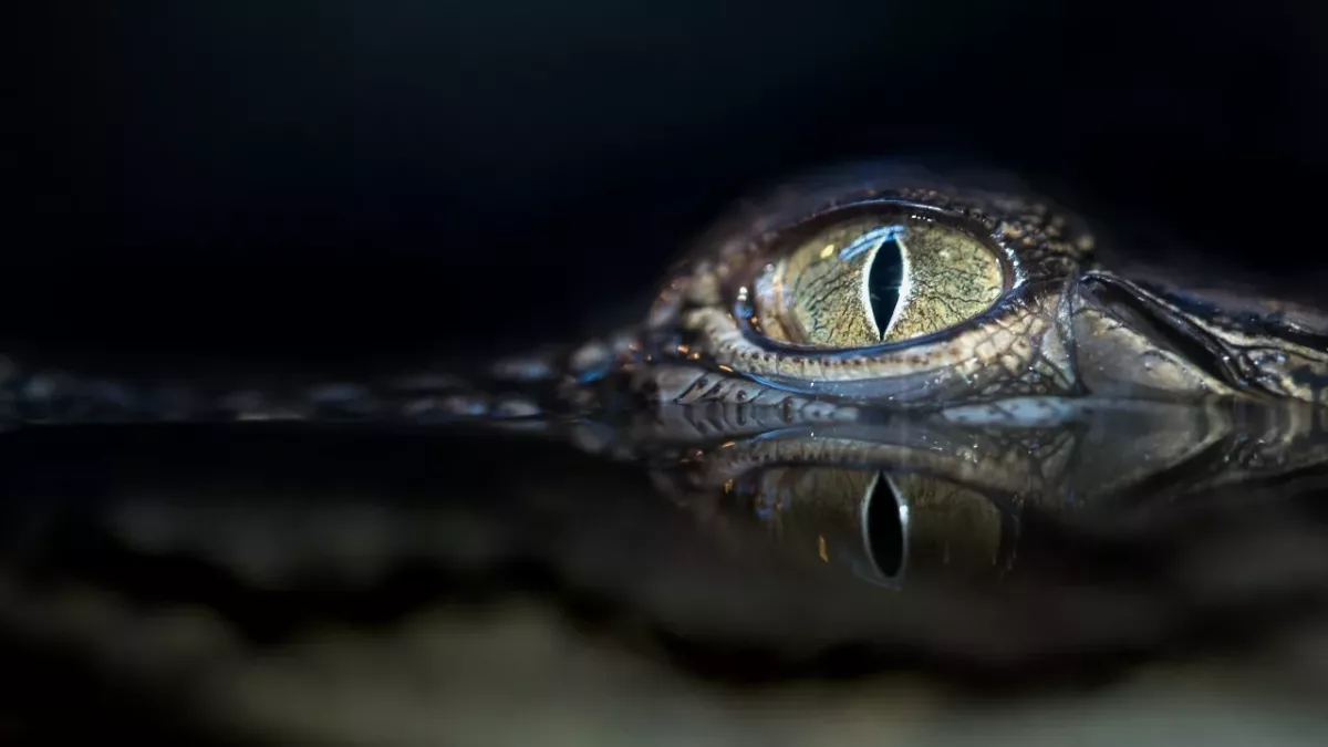 Handelt es sich bei der Entdeckung um ein Krokodil?