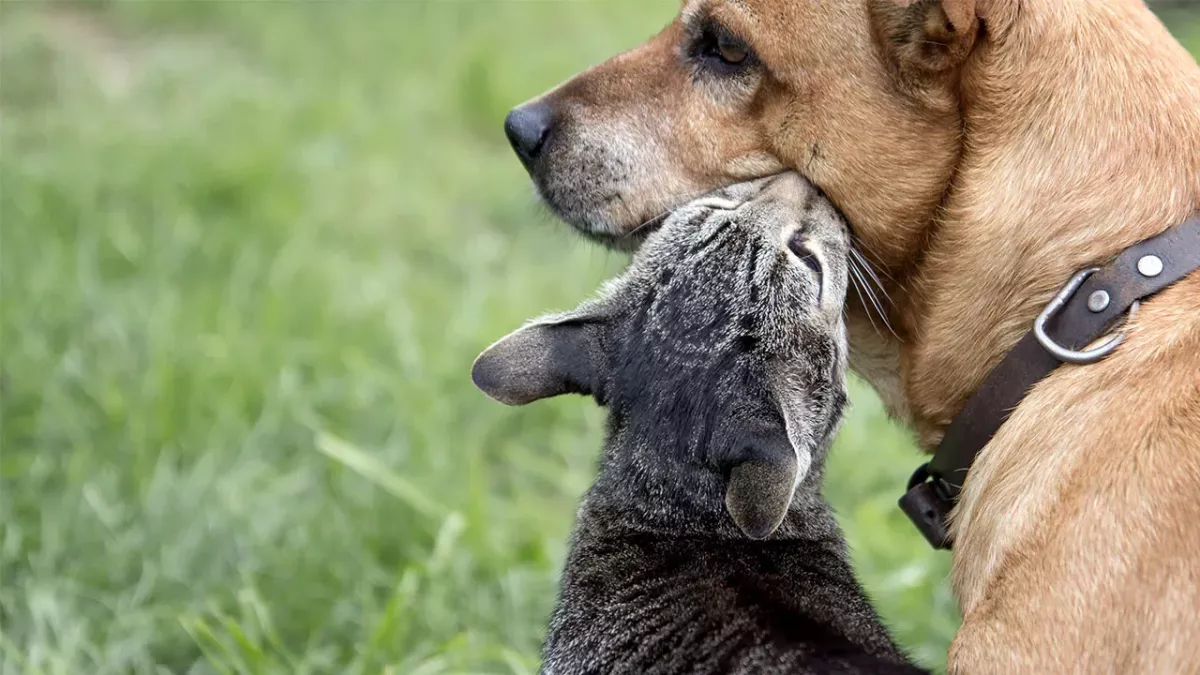 Hund vs. Katze: Die Wissenschaft hat herausgefunden, welches Haustier schlauer ist