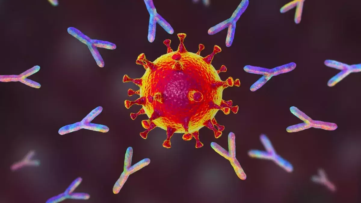 Illustration: Antikörper reagieren auf Corona-Virus