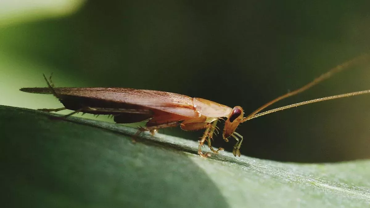 Kakerlaken sind zähe Tiere