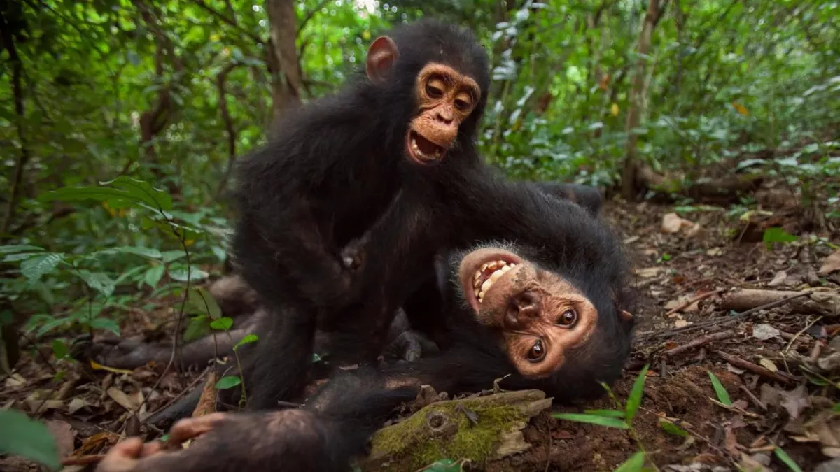 Können Tiere lachen? Dafür wurden auch Affen gekitzlet
