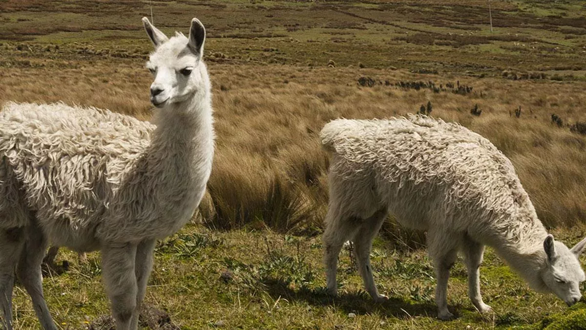Lamas 