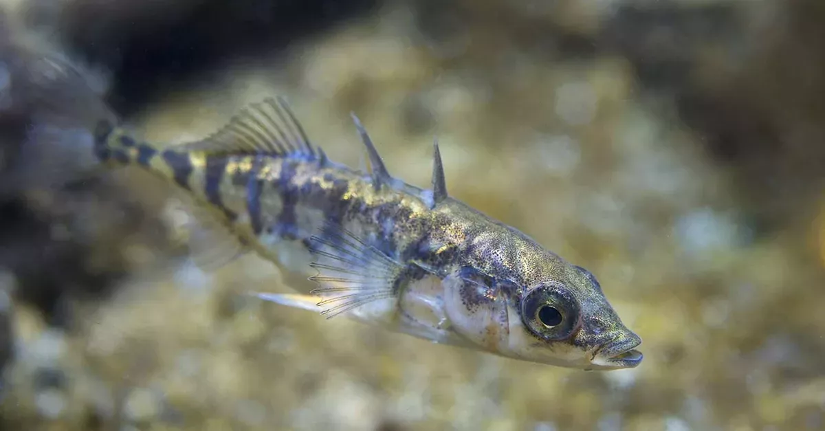 Maria ist ein außergewöhnlicher Fisch